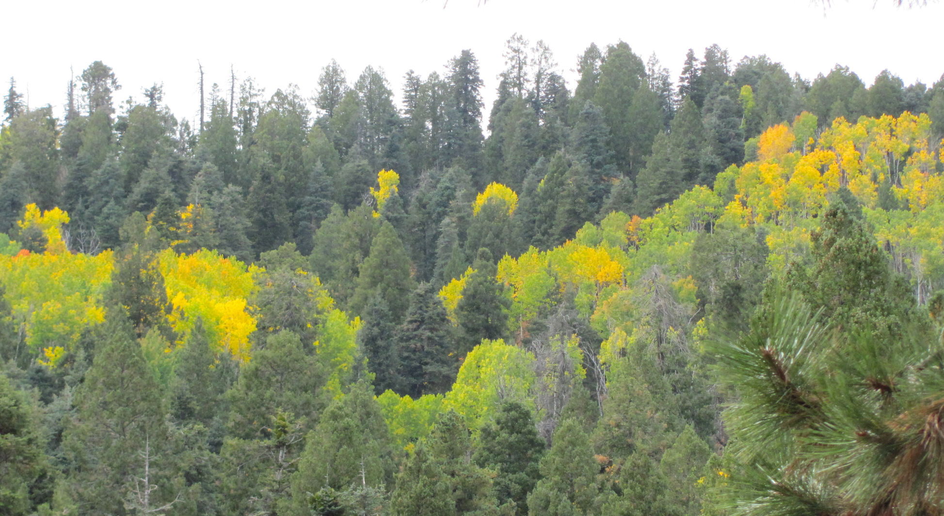 Fall colors